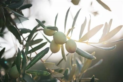 Hydroxytyrosol Powder: Vũ khí bí mật của thiên nhiên chống lão hóa và tổn thư...