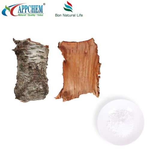 Chiết xuất vỏ cây bạch dương trắng