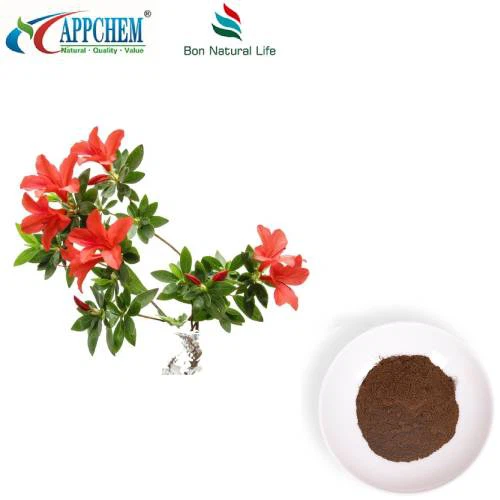 Chiết xuất lá đỗ quyên Dahurian