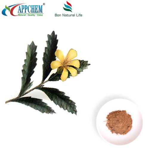 Bột chiết xuất Damiana