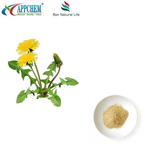 Bột chiết xuất bồ công anh Flavonoid
