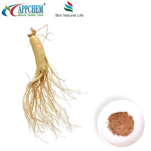Bột chiết xuất nhân sâm Panax