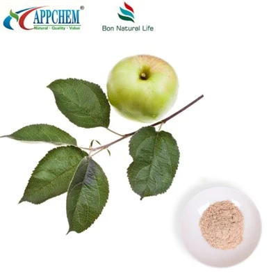 Chiết xuất táo Phloretin Cung cấp số lượng lớn