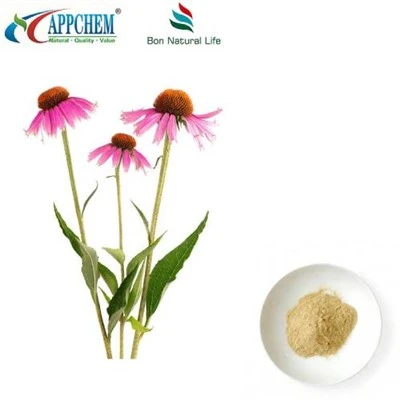 Bột chiết xuất Echinacea Purpurea